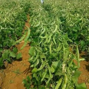 ১ প্যাকেট কেরালা শিমের বীজ